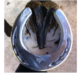 ACR-110 Suspensory Shoe