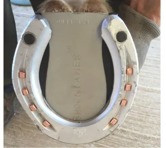 ACR-2100 Sport Hind A Shoe
